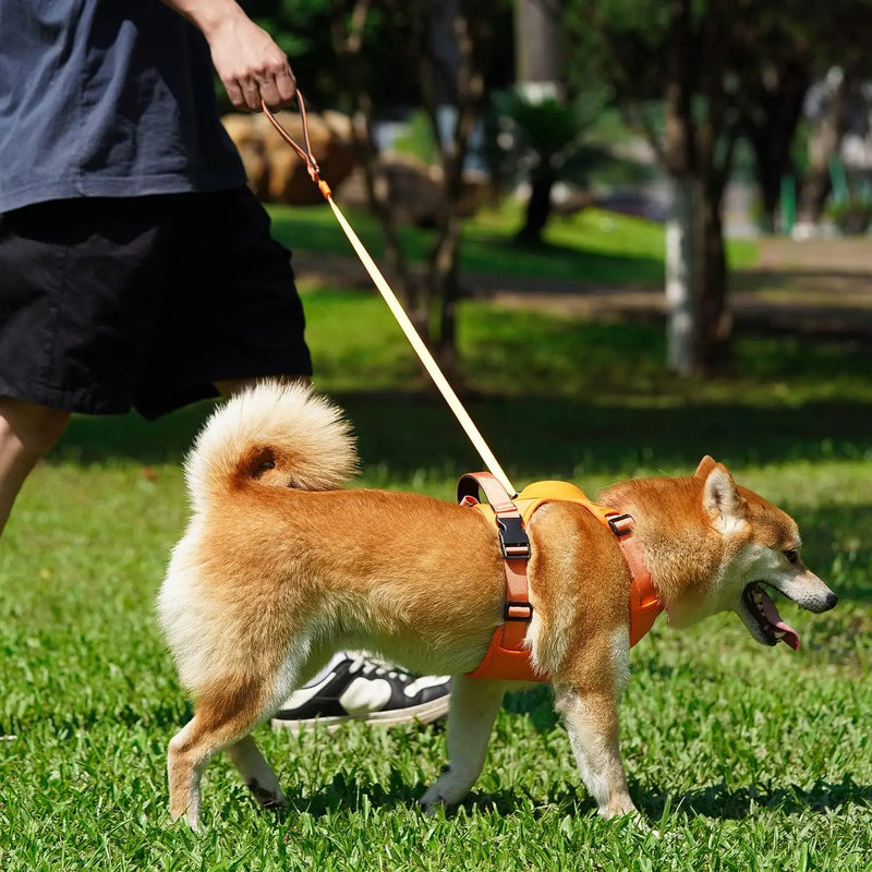 Retractable Leash Set All-in-One.