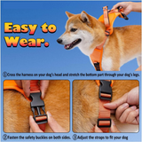 Retractable Leash Set All-in-One.